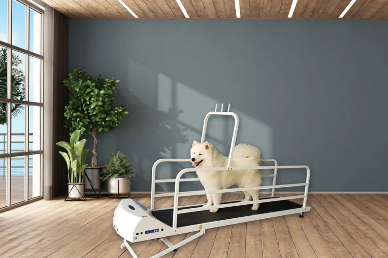 8 Best Dog Treadmills for Large Dogs in 2026