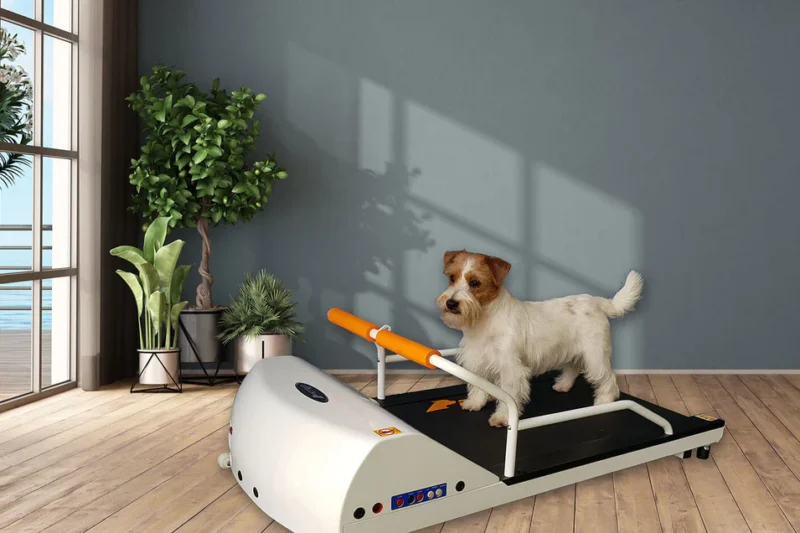 8 Best Dog Treadmills for Small Dogs in 2026