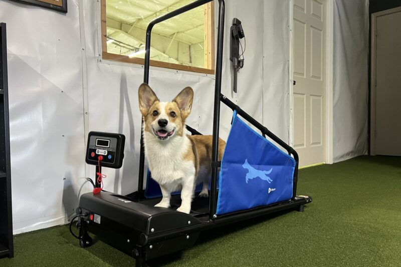 8 Best Dog Treadmills for Apartments in 2026
