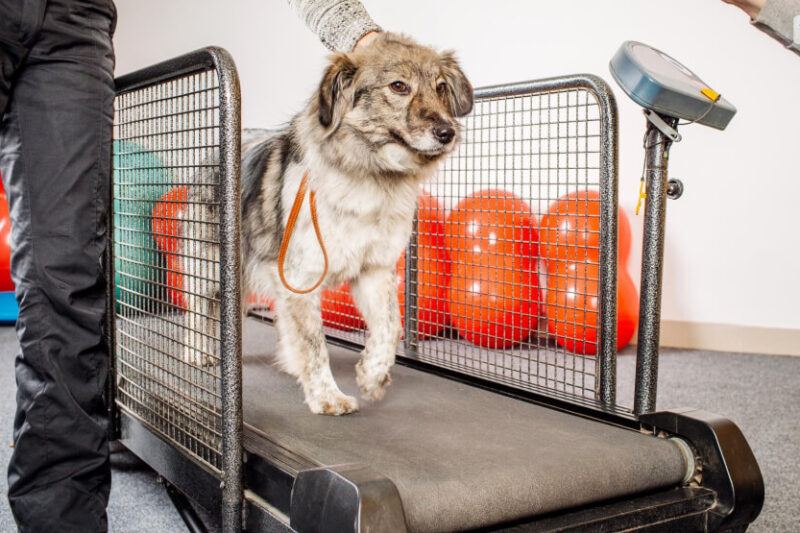 8 Best Dog Treadmills for Weight Loss in 2026