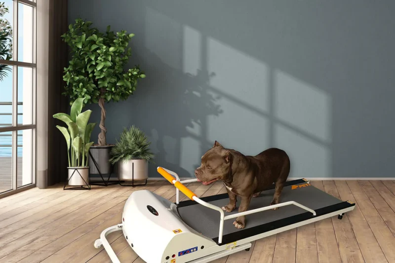 Dog Treadmill for Large Dogs: The Complete Guide to Canine Fitness Equipment